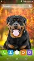 Rottweiler Dog Hd Wallpapers الملصق