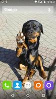 Rottweiler Dog Hd Wallpapers تصوير الشاشة 3