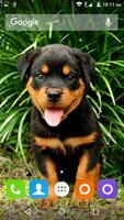 Rottweiler Dog Hd Wallpapers تصوير الشاشة 2