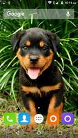 Rottweiler Dog Hd Wallpapers capture d'écran 2