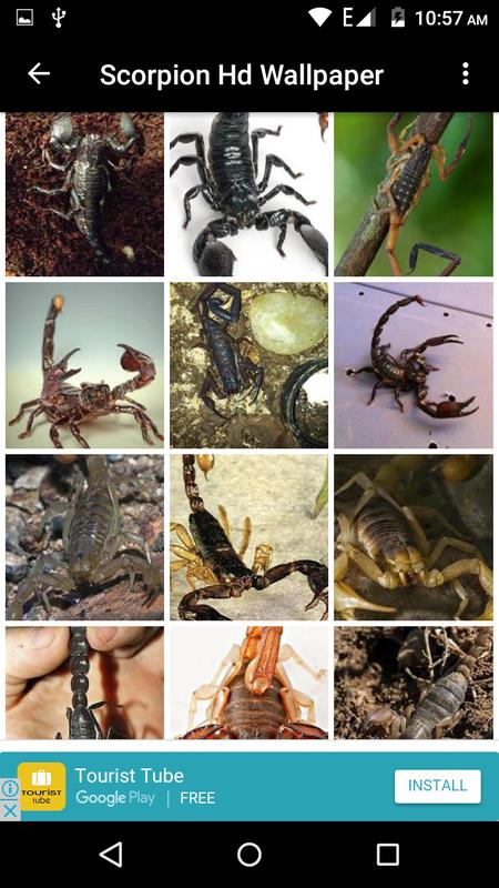 Scorpion Hd Wallpaper For Android Apk Download