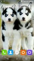 Siberian Husky Dog Wallpapers capture d'écran 2