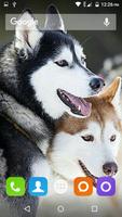 Siberian Husky Dog Wallpapers capture d'écran 1