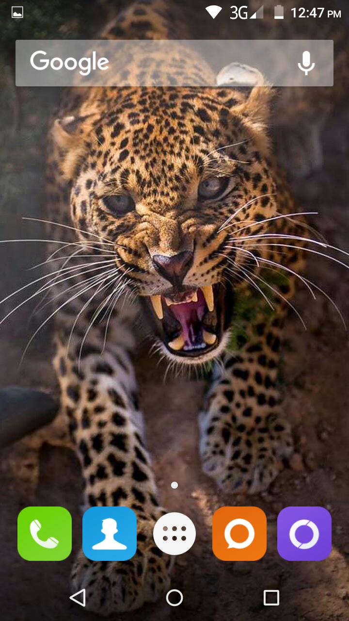 Wild Animal Hd Wallpaper APK for Android Download Wild Animal Hd Wallpaper APK for Android Download
