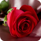 Rose Wallpapers icono