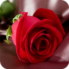 Rose Wallpapers أيقونة