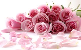 Rose Wallpapers اسکرین شاٹ 2