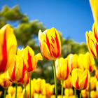 Tulips Flowers HD Wallpapers biểu tượng