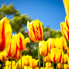 ikon Tulips Flowers HD Wallpapers