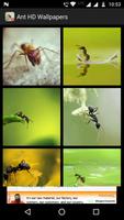Ant HD Wallpapers Screenshot 2