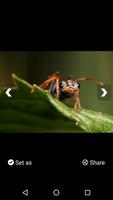 Ant HD Wallpapers Screenshot 3