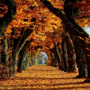 Autumn Wallpaper HD APK