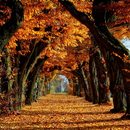 APK Autumn Wallpaper HD