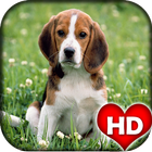 Beagle Dog HD Wallpapers icon