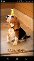 Beagle Dog HD Wallpapers poster