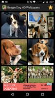Beagle Dog HD Wallpapers screenshot 2