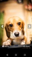 Beagle Dog HD Wallpapers screenshot 3