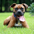 Boxer  Dog HD Wallpaper Zeichen