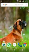 Boxer  Dog HD Wallpaper Screenshot 1