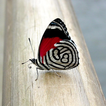 Butterfly Wallpapers HD