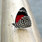 Butterfly Wallpapers HD icône