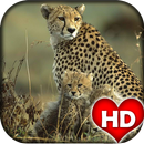 Cheetah Animal Wallpaper HD APK