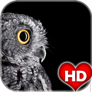 Cute Owl Wallpaper APK