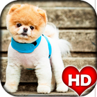 Cute Puppy Wallpaper biểu tượng