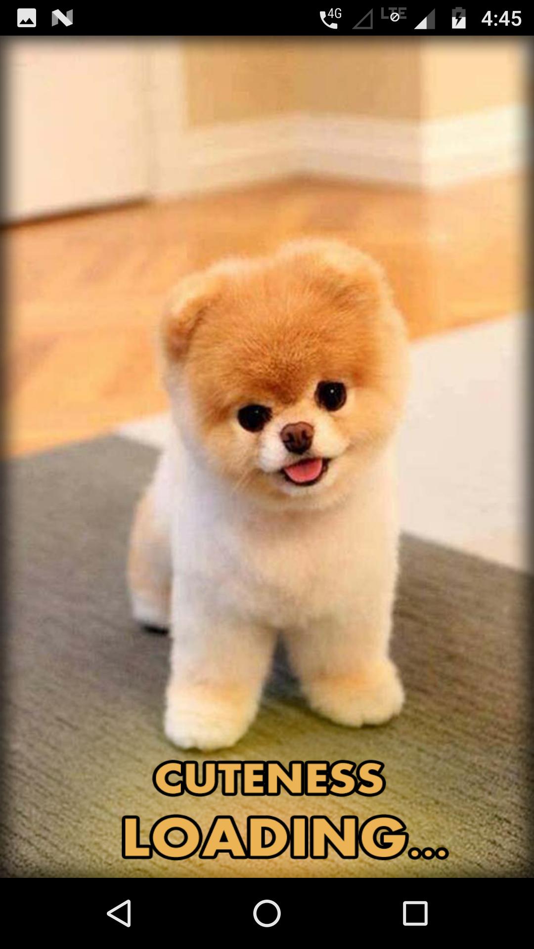 Cute Puppy Wallpaper APK for Android Download