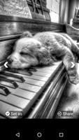 Cute Puppy Wallpaper ảnh chụp màn hình 2