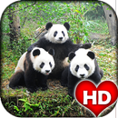 Cute Panda Wallpapers HD APK