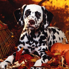 ikon Dalmatian Dog HD Image
