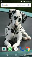 Dalmatian Dog HD Image screenshot 2