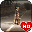 Doberman Dog HD Wallpaper APK