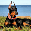 Doberman Dog Wallpaper HD