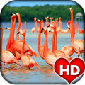 Flamingo Wallpaper HD