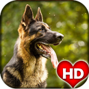 German Shepherd Backgrounds HD APK