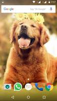 Golden Retriever Dog Wallpaper screenshot 1