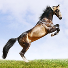 Horse Wallpaper HD icône