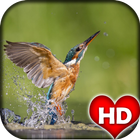 Kingfisher Bird Wallpaper HD icône