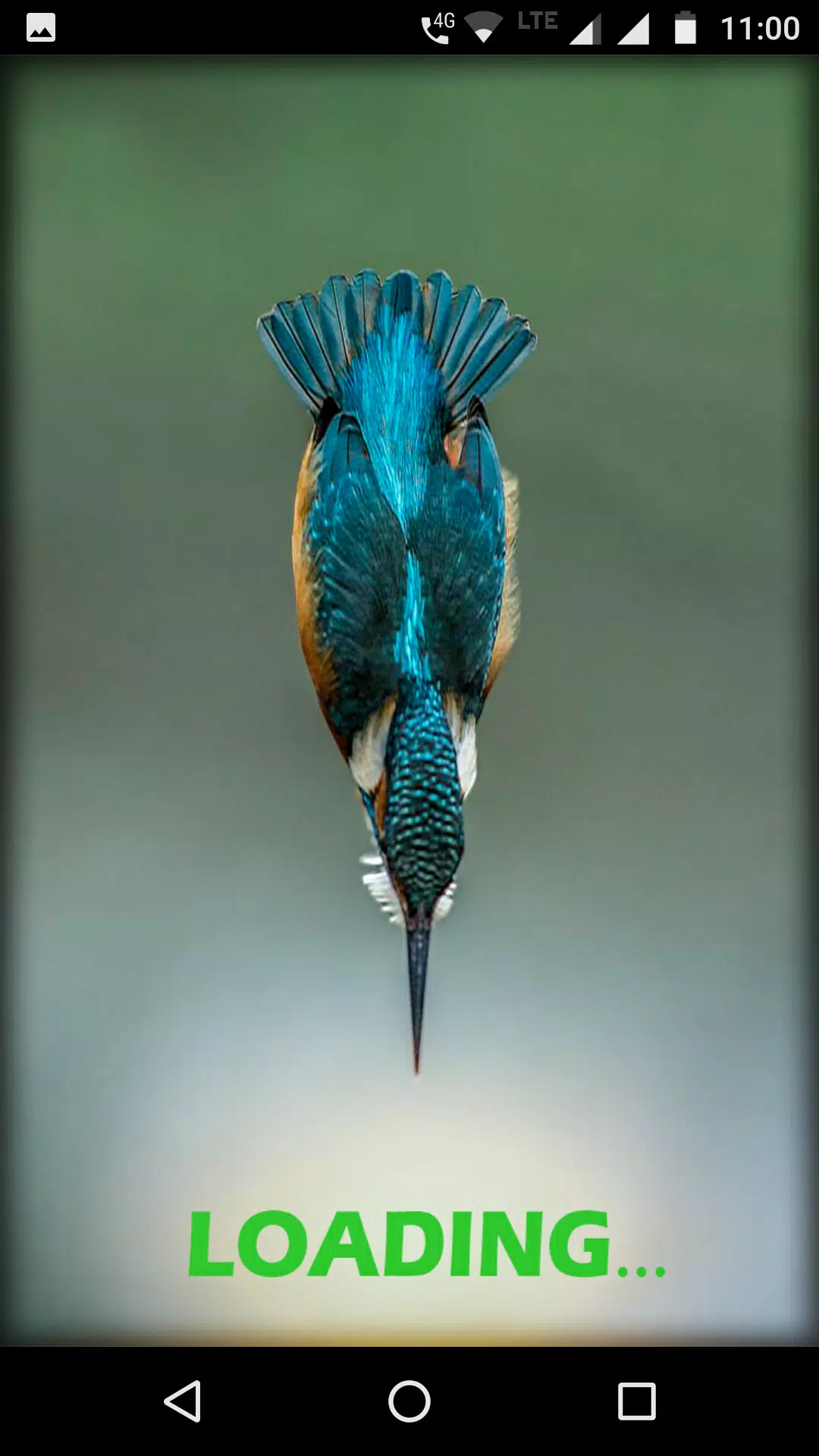Kingfisher Bird Wallpaper HD APK pour Android Télécharger Kingfisher Bird Wallpaper HD APK pour Android Télécharger