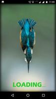 Kingfisher Bird Wallpaper HD Affiche