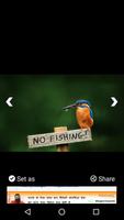 Kingfisher Bird Wallpaper HD capture d'écran 3
