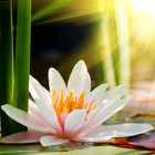 Lotus Flower Wallpaper HD 圖標