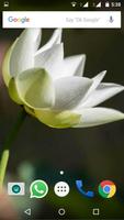 Lotus Flower Wallpaper HD 截圖 3