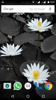 1 Schermata Lotus Flower Wallpaper HD