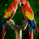 Macaw Parrot Bird HD Wallpaper APK