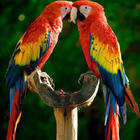 Macaw Parrot Bird HD Wallpaper ไอคอน