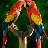 ikon Macaw Parrot Bird HD Wallpaper