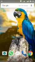 Macaw Parrot Bird HD Wallpaper syot layar 3
